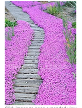 Thyme Rock CRESS - 200PCS Creeping Seeds Light - £12.91 GBP