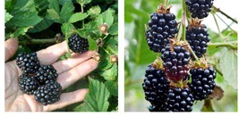 1-2 yr Old - 2 Apache Thornless Blackberry Live Plants - Pruned for Planting - £60.56 GBP