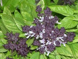 BPA 250 Seeds Siam Queen Thai Basil Ocimum Thyrsiflora Herb FlowerFrom USA - £7.91 GBP