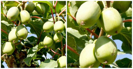 Actinidia Male Hardy Meader Kiwi Live Plant Tasty Fruit 2.5&quot; Pot - C2 - £42.19 GBP