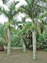 Hyophorbe verschaffeltii Spindle Palm 10 Seeds - £20.44 GBP