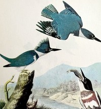 Belted Kingfisher 1950 Lithograph Art Print Audubon Bird First Edition DWU14D - £22.41 GBP