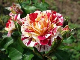 450 PCS Seeds GEORGE BURNS ROSE FLOWERS, ROSE BUSH FLORIBUNDA PINK YELLO... - $23.99