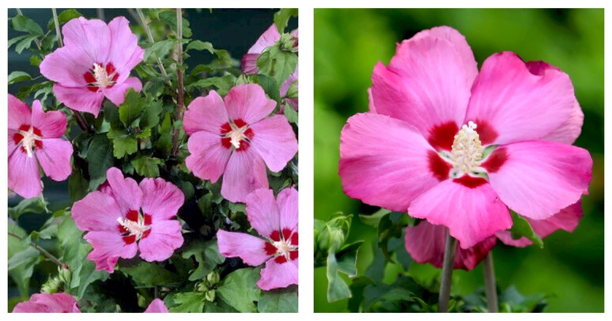 Primary image for HIBISCUS SYRIACUS 'WOODBRIDGE' - Starter Plant - Approx 5-7 Inch - Dormant