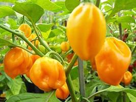 20 Seeds One Of The World&#39;S Hottest Pepper Scotch Bonnet Hot Pepper Gmo ... - $9.50