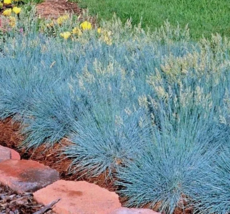 CLK 5000 Blue Fescue Ornamental Grass Seeds Clumpingdrought Tolerant USA - £10.78 GBP