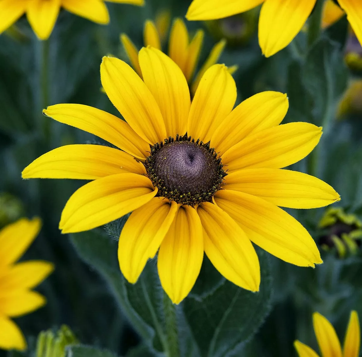 FARM Black Eyed Susan Flower Seeds 2000 Perennial Bee Bulk Seeds - $13.96 CAD