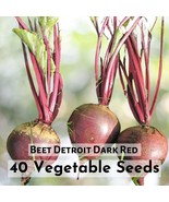 40 Seeds Beet Detroit Dark Red Vegetable Plant - $229.61 MXN