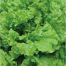 USA Seller Simpson Elite Lettuce Seeds Fast Shipping - £9.57 GBP