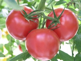 Rutgers Tomato Seeds, 30 Seeds, NON-GMO, Jersey Tomato, 2023, Free Shipping - £1.40 GBP