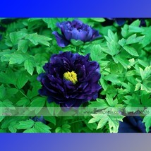 1 Pack 5 Seeds Dark Blue Tree Peony Flower Seeds Rere Plants #Nf522 Garden USA S - $9.97