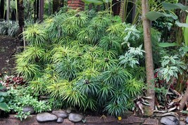 KKG 50 Umbrella Plant Cyperus Alternifolius Papyrus Grass Umbrella Fresh... - $8.89