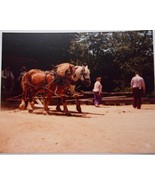 Vintage Clydesdale Horses Old Sturbridge Village, Massachusetts 1984 - $1.99
