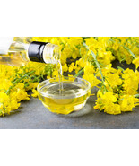 1000 Wichita Winter Canola Brassica Napus Rape Oilseed Cover Crop Seeds ... - €12,14 EUR