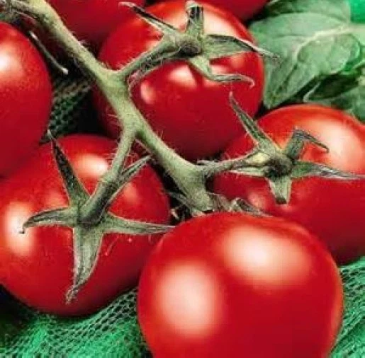 25  FRESH HEIRLOOM MONEYMAKER TOMATO SEEDS  - $6.31