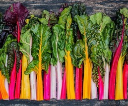 KKG Rainbow Swiss Chard Seeds &amp; Fresh Garden Seeds Fresh Garden - $7.89