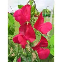 50+ Zorija Rose Sweet Pea Seeds | Fragrant Pink Climbing Blooms - $16.50