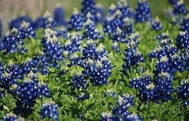 50 Seeds Texas Bluebonnet Heirloom Lupine Heirloom Seeds R API D Growth Garden Rea - $8.35