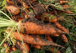 Carrot Sweet Red Kuroda HEIRLOOM 300+ Seeds 100% Organic Non GMO Grown I... - £3.37 GBP