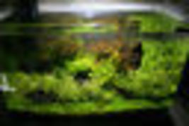 Java Moss Freshwater Live Aquarium Plants Vesicularia Dubyana Fern Shrim... - £19.91 GBP