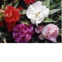 US Seller 40 Balsam Mix Annual Flower Seeds Fast Shipping - £12.61 GBP