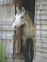  Beautiful Horse Rustic Barn Cross Stitch Pattern DMC DIY NeedleWork****L@@K*** - £2.33 GBP