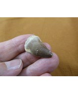 (DF233-149) 1&quot; Fossil MOSASAURUS Dinosaur tooth Mosasaur dino dig fossil... - $23.07 CAD