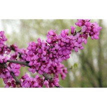 Cercis Gigantea Giant Redbud Tree 5 Seeds #GRG03 - £14.37 GBP