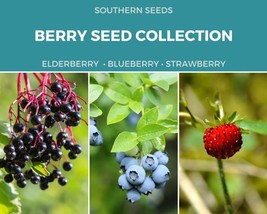 Berry Seed Collection ( Elderberry • Blueberry • Strawberry ) Heirloom Seed - $47.20