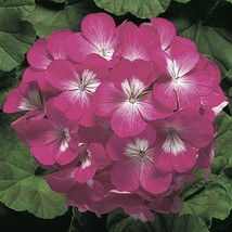 Mpb#3 Geranium Ringo Rose 15 Thru 250 You Pick Geranium Fresh Seeds USA Seller - £14.59 GBP