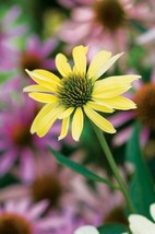 50 Sunrise Coneflower Seeds Echinacea Flower Flowers Seed 1393 Fresh USA... - $12.50