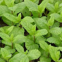 200Pcs Spearmint Herb Seeds Mentha Spicata Seed Aromatic Plant - £15.40 GBP