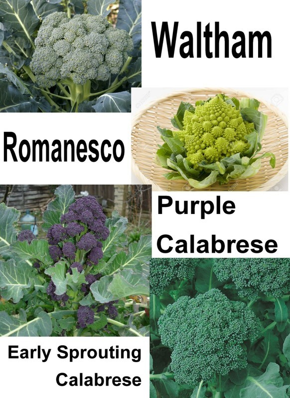 Broccoli Bulbs MBK 250 Broccoli Gourmet Blend Equal Parts Bulk Seeds - Seeds & Bulbs