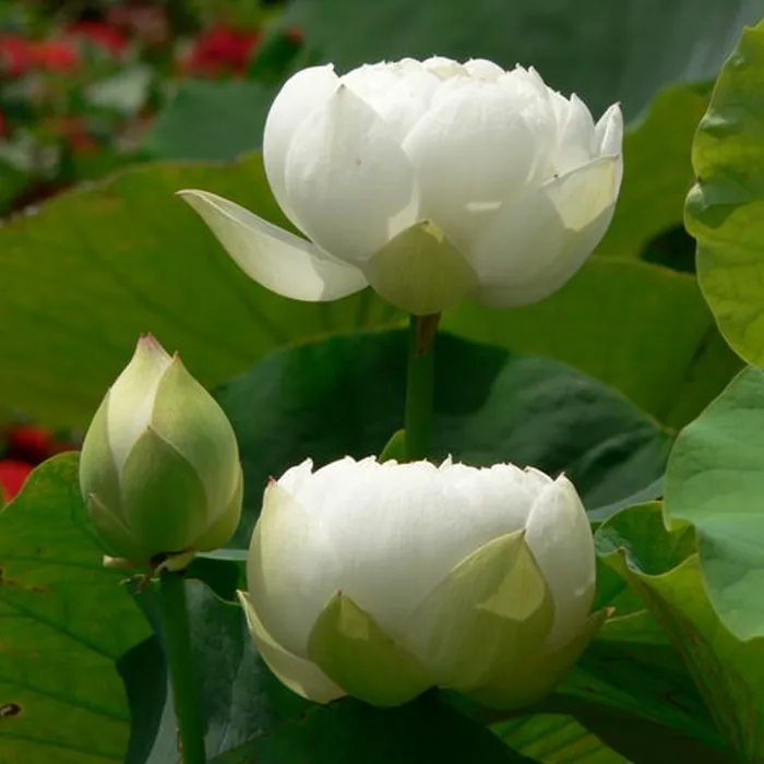 40 White Lotus Flower Seeds for Garden - £22.35 GBP