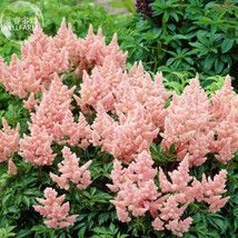 Pink Astilbe Chinensis Flower Seeds 100 Seeds Chinese Astilbe Shrubs Bal... - $89.47 MXN