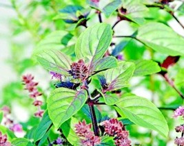 Bloomys 600 Seeds Cinnamon Basil Spring Herb Perennial Heirloom Insect Bug Repel - £7.01 GBP