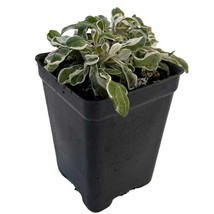 Calico Snow Queen Plant Alternanthera Ficoidea 2.5 Inch Pot Beautiful Garden USA - $23.47