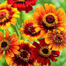 Sombrero Zinnia Seeds Flower Bold Bicolor Multicolor Mexican Red Yellow Zinnia S - £6.47 GBP