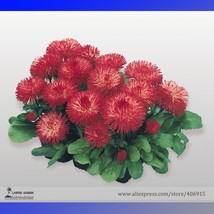 Heirloom Dark Red Daisy Bellis Perennis Flower 30 Seeds Very Beautiful B... - $8.98