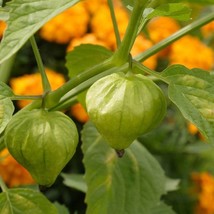 Toma Verde Tomatillo Seeds Gardening Easy Grow Usa Shipping - £6.15 GBP