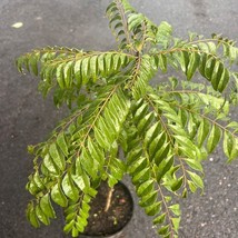 Curry Leaf Plant Murraya Koenigii In 10 Inch Pot No Ship To Ca Tx Az Al ... - £145.93 GBP