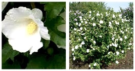 Hibiscus Syriacus &#39;Totus Albus&#39; - STARTER PLANT - APPROX 5-7 Inch - £29.92 GBP