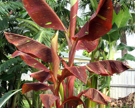 Siam Ruby Variegated Ornamental Banana Small Rooted Starter Plant Very Rare - £30.46 GBP
