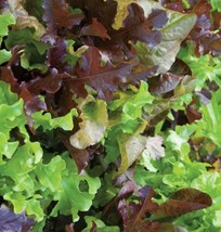 Fresh Garden Gourmet Lettuce Mix | Organic Seeds - £7.83 GBP