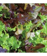 Fresh Garden Gourmet Lettuce Mix | Organic Seeds - £7.83 GBP