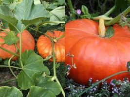Variety Size Cinderella Pumpkin Pumpkin Pie Halloween Rouge vif d&#39;Etampes Seeds - £9.55 GBP+