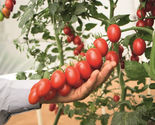50 Seeds Mountain Vineyard Tomato Vegetable Garden - £7.75 GBP