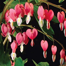 Thjar 10 Bleeding Heart - Pink Old Fashioned Dicentra Formosa Shade Flower Seeds - £4.81 GBP