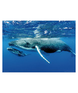 Humpback Whale and Calf Poster A3 42x29cm BLPA3P39 Pacific Sea Ocean Fis... - €14,83 EUR