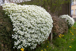 VP White Alpine Rockcress Aubrieta Rock Cress Arabis Alpina Flower 800 Seeds - £3.83 GBP